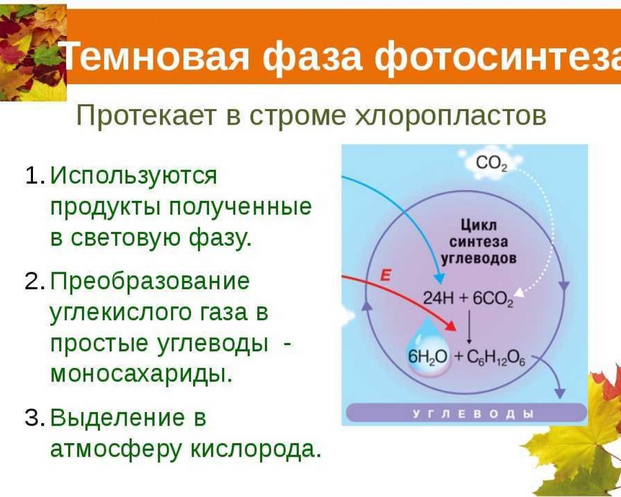 Фотосинтез протекает в 2 этапа. Темновая фаза фотосинтеза этапы. Световая фаза фотосинтеза 9 класс. Световая и темновая фаза фотосинтеза ЕГЭ. Биология фотосинтез 10 класс световая и темновая фаза.