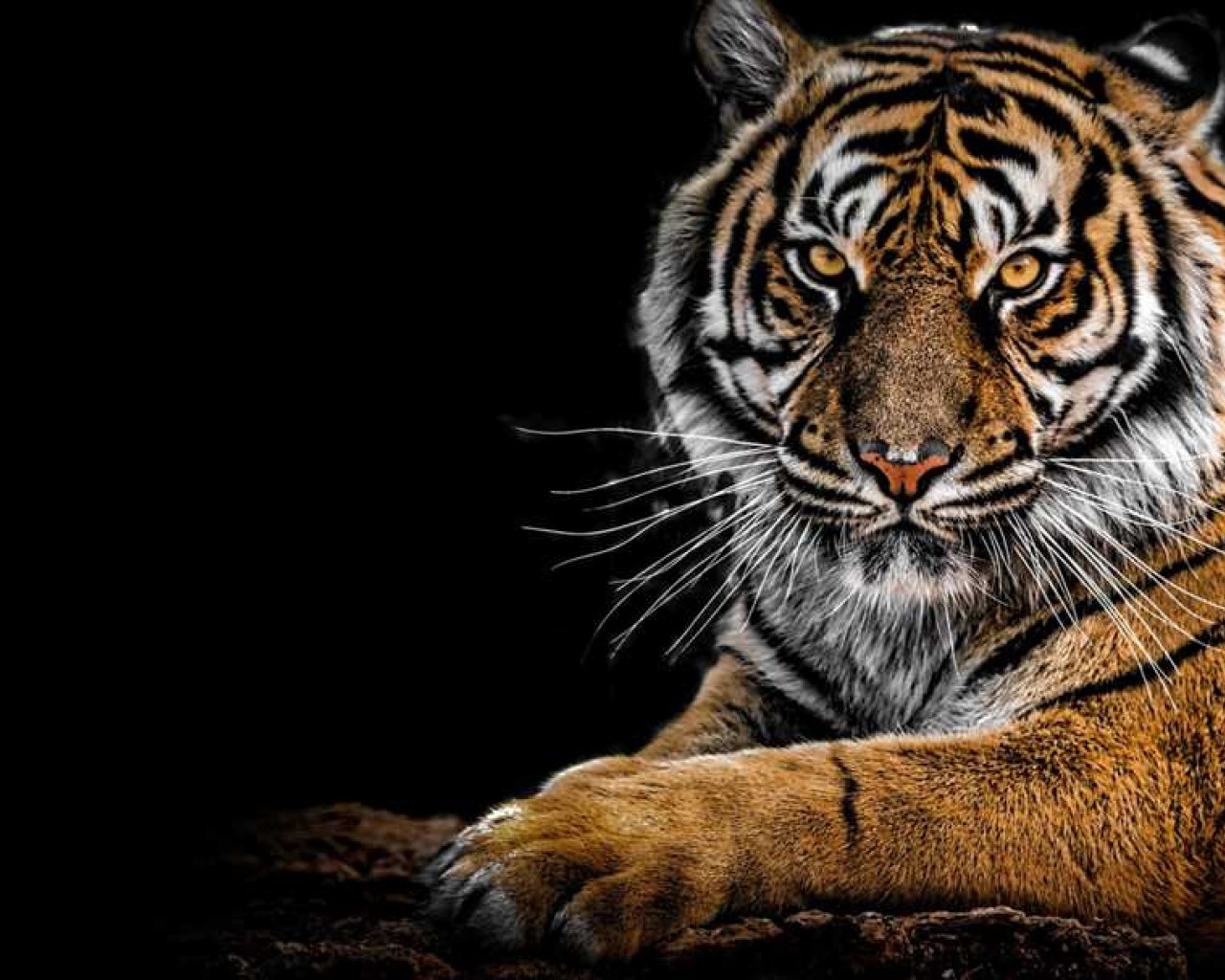 История и образ тигра - символ силы и красоты в животном мире