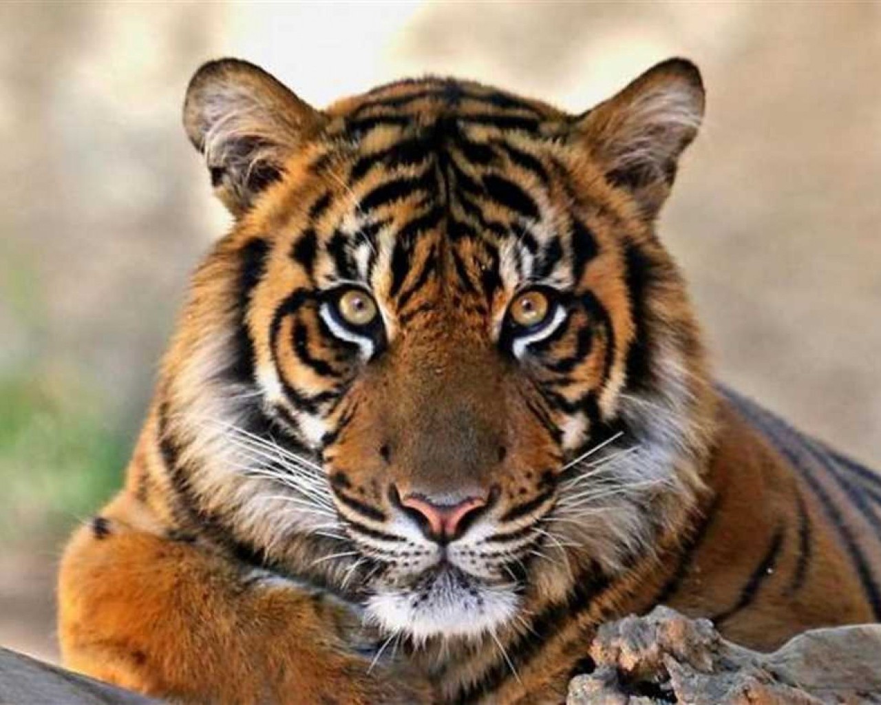 История, образ жизни и поведение тигра - все, что вам нужно знать о короле джунглей