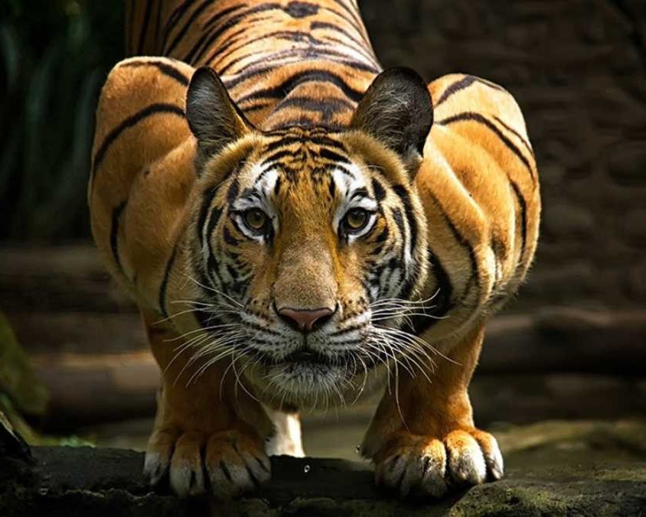 Открываем тайны великолепных и загадочных тигров