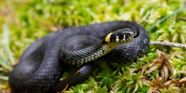 Уж - интересные факты, поверья и мифы, которые окружают этого загадочного змея