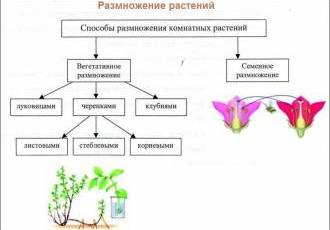 Растительный мир - видовое разнообразие и его значение для экосистем и жизни человека