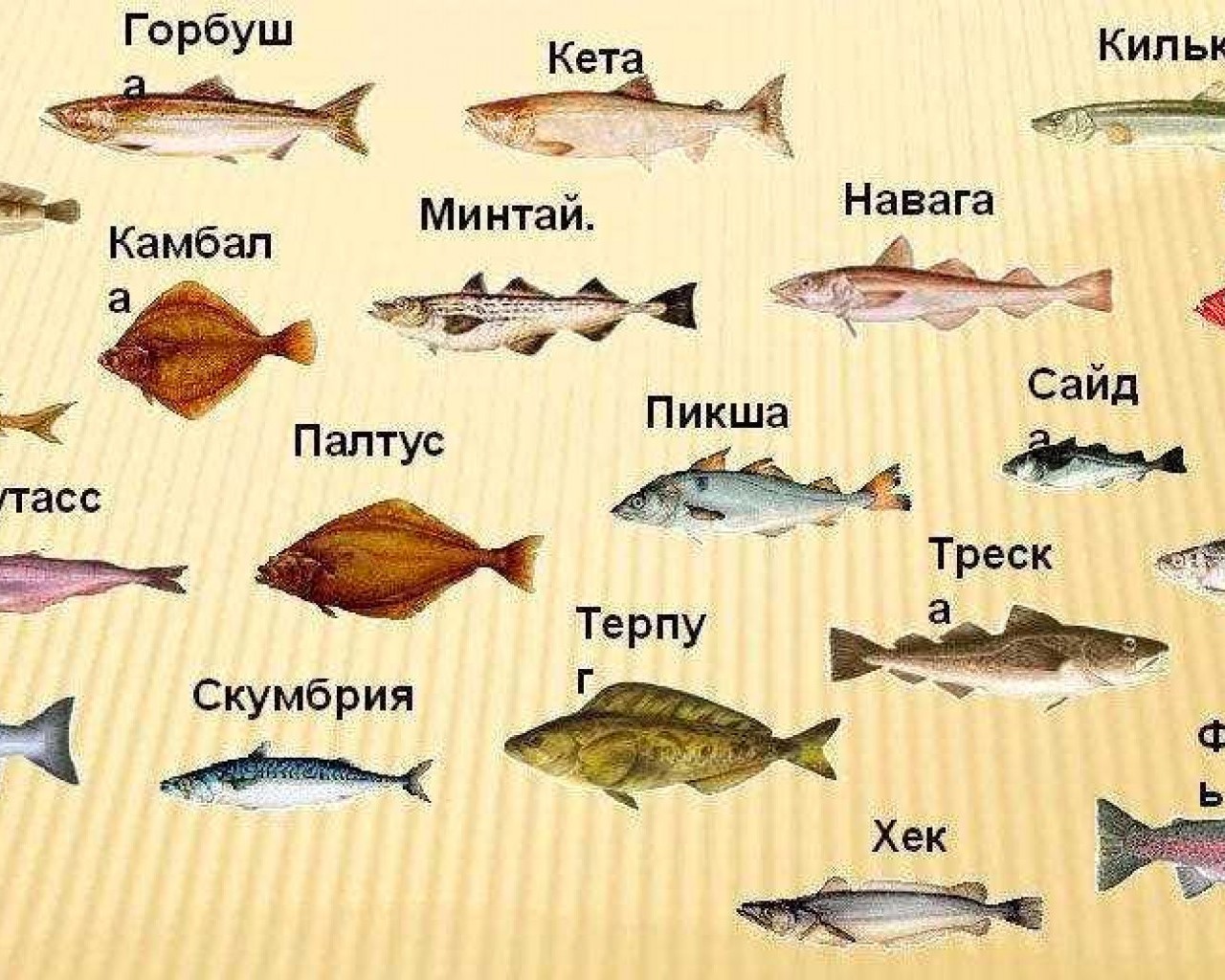 Разнообразие видов рыб в мировом океане и пресноводных водоемах - повседневные и экзотические представители