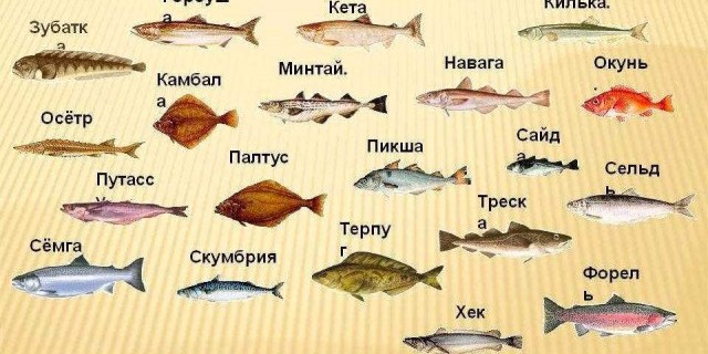 Разнообразие видов рыб в мировом океане и пресноводных водоемах - повседневные и экзотические представители