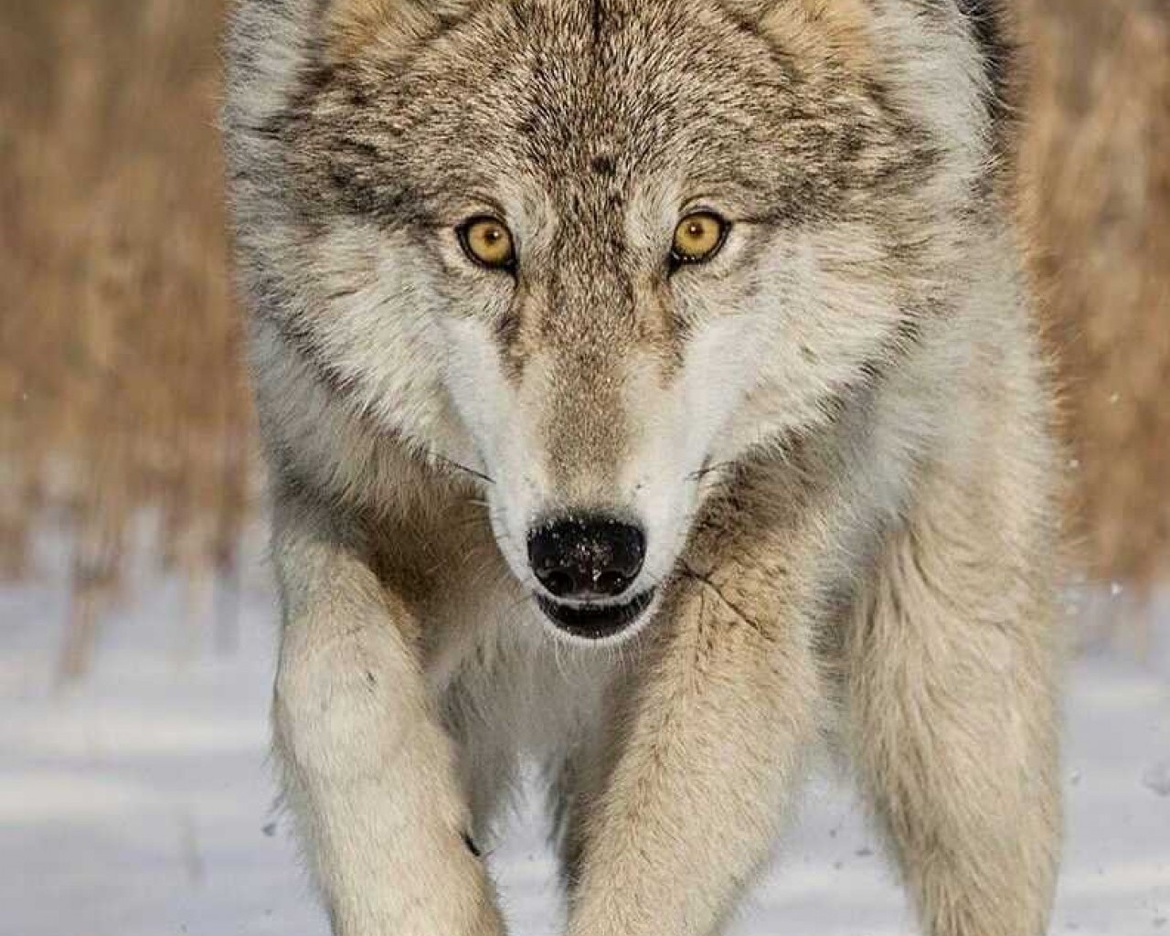 Поволжский серый волк - особенности поведения, образ жизни и экологическая роль