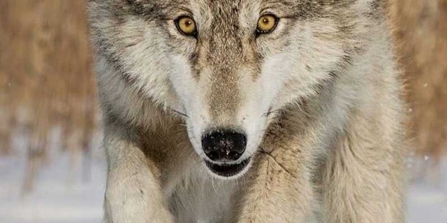 Поволжский серый волк - особенности поведения, образ жизни и экологическая роль