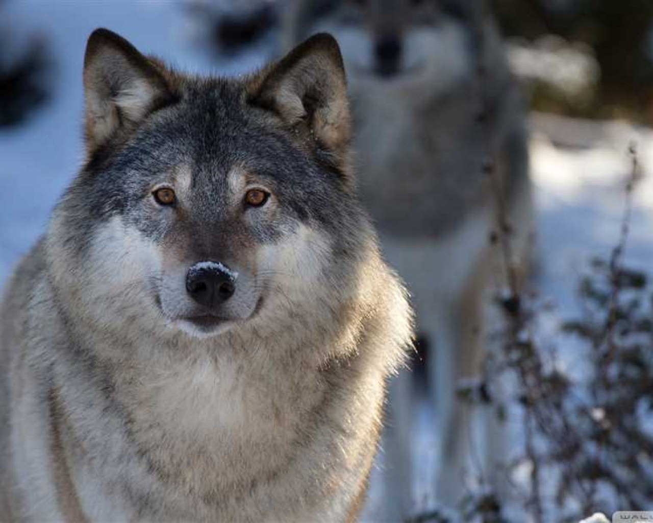 Секретные сведения о поведении волков и их влиянии на особенности экосистемы, которые помогут вам найти ответы на все вопросы