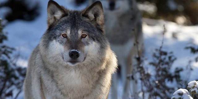 Секретные сведения о поведении волков и их влиянии на особенности экосистемы, которые помогут вам найти ответы на все вопросы
