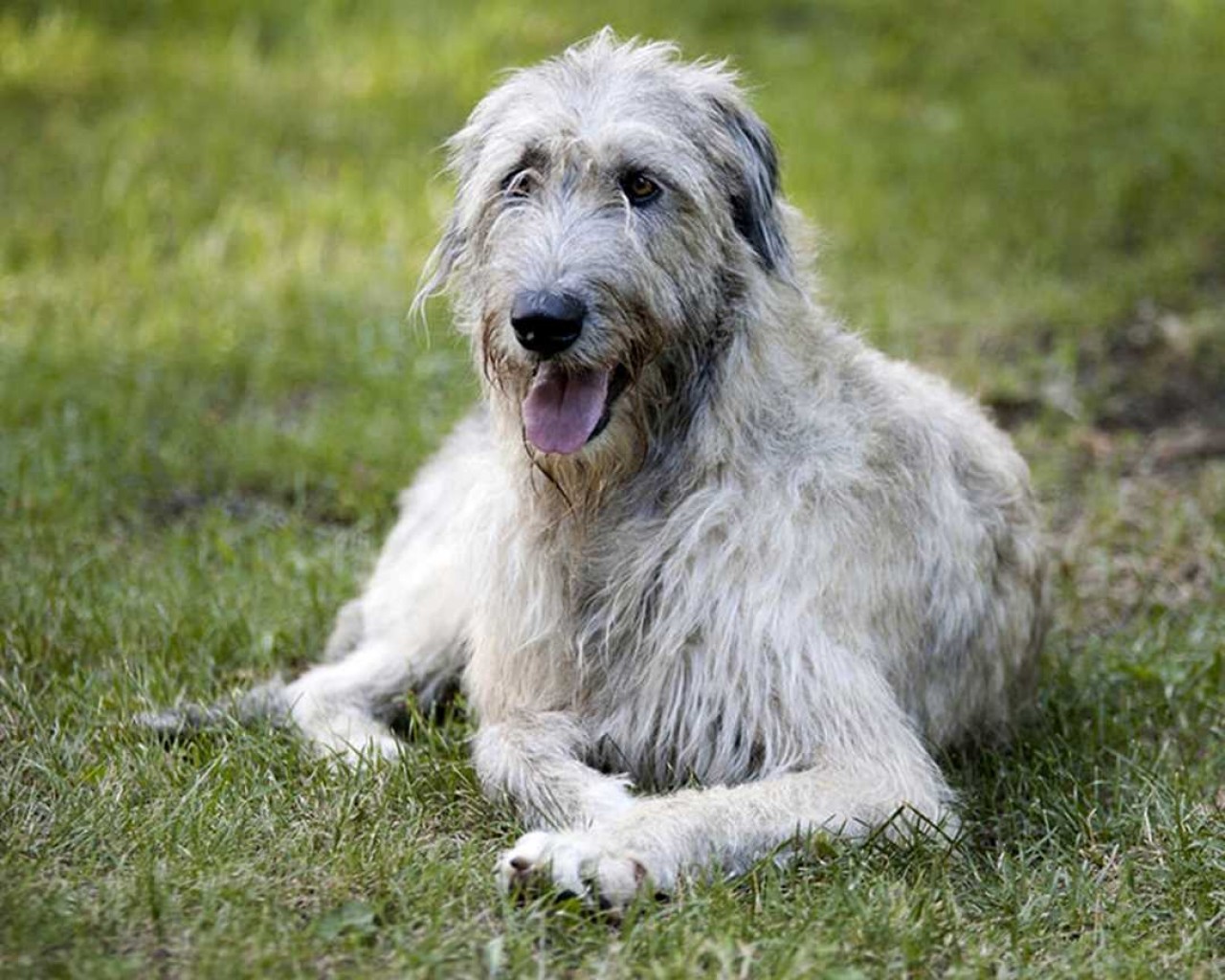 Волкодав - порода собаки, происхождение, особенности и характеристики этого надежного и преданныго компаньона