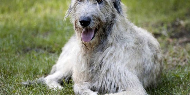 Волкодав - порода собаки, происхождение, особенности и характеристики этого надежного и преданныго компаньона