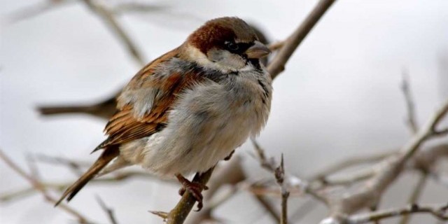 Воробей - примечательные факты о маленькой неразговорчивой птичке