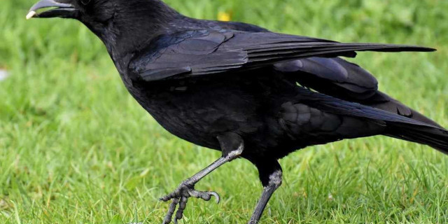 Ворон обыкновенный - анализ поведения, привычки и значение этой птицы в народных поверьях
