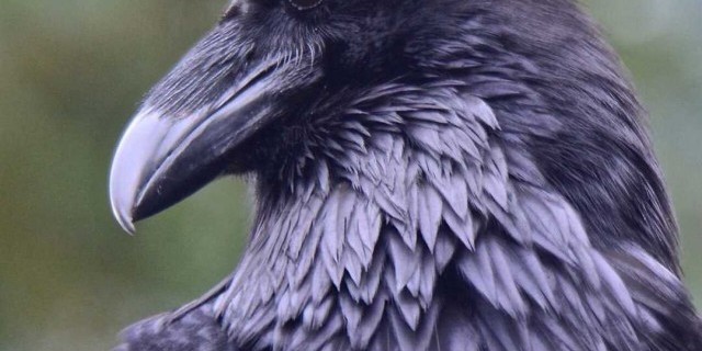Удивительные особенности поведения и интеллекта вороны, настоящего гения мира птиц!