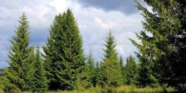 Все, что вам нужно знать о хвойных деревьях - их виды, особенности и применение