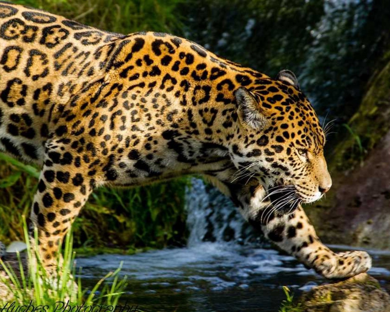 Свирепый и изящный ягуар - король американских джунглей