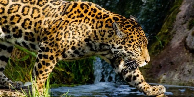 Свирепый и изящный ягуар - король американских джунглей