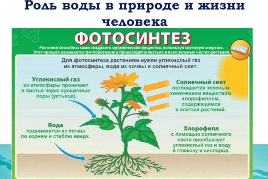 Фотосинтез растений. Процесс фотосинтеза у растений. Питательные вещества для растений. Процесс фотосинтеза у растений схема. Фотосинтез в зеленых растениях осуществляется