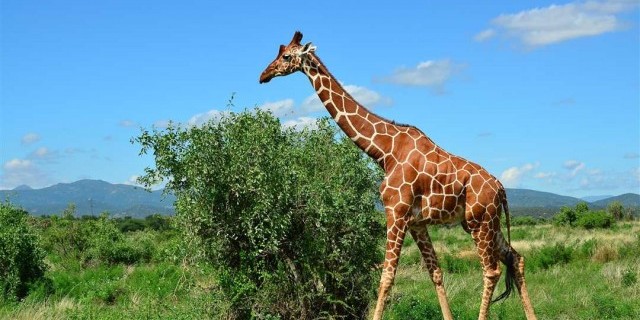 Жираф - описания, особенности строения тела, внешний вид и поведение