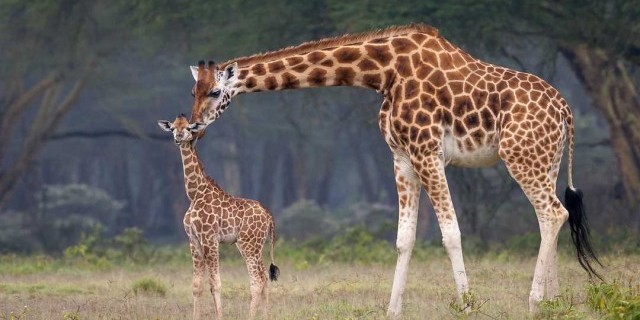 Потрясающие фотографии жирафов - великолепные снимки прекрасных существ, живущих в дикой природе