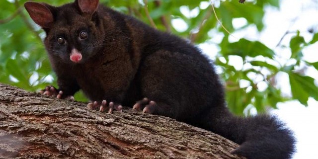 Удивительные животные Австралии - фауна островного континента во всей своей красе!