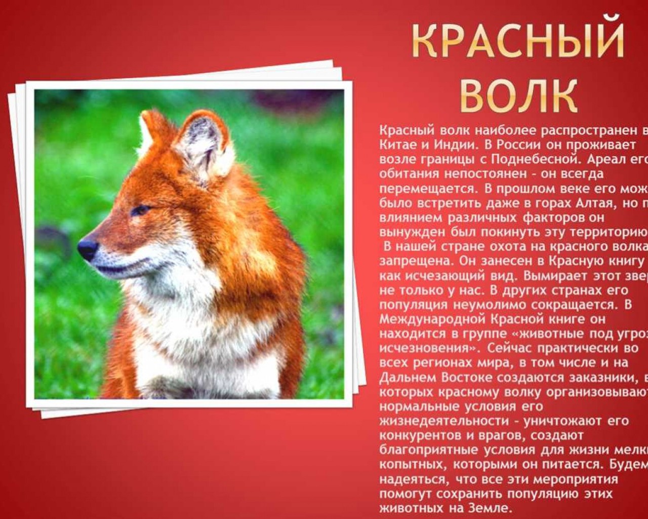 Животные Красной Книги России - сохраняем биоразнообразие в нашей стране
