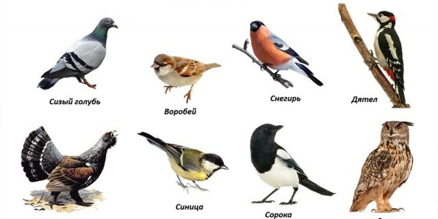 Что такое зимующие птицы и как они адаптируются к холодному времени года