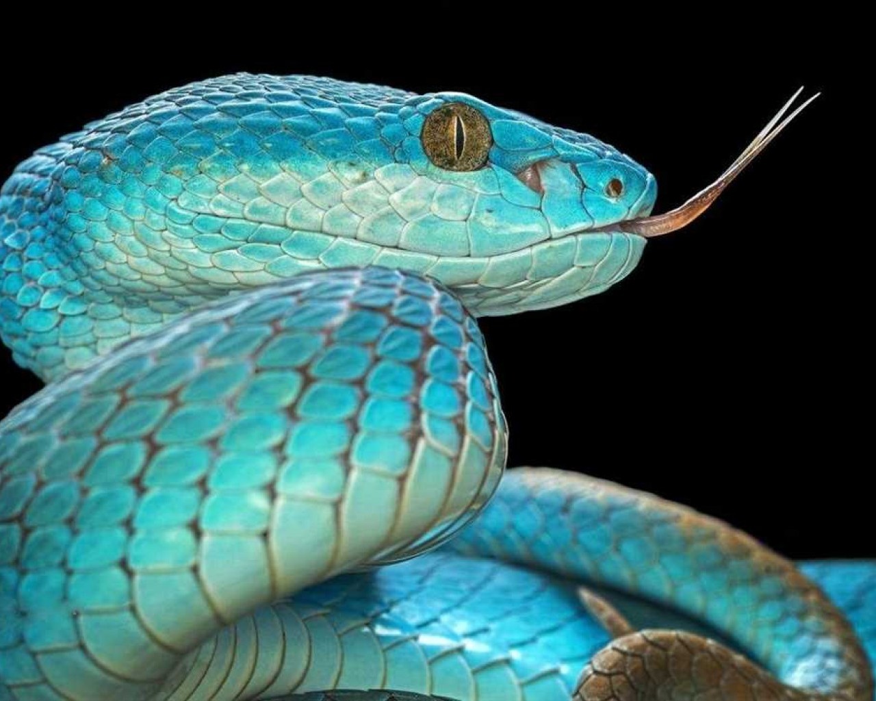 Удивительный и загадочный мир змей - история, виды, особенности и влияние на окружающую природу