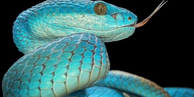 Удивительный и загадочный мир змей - история, виды, особенности и влияние на окружающую природу