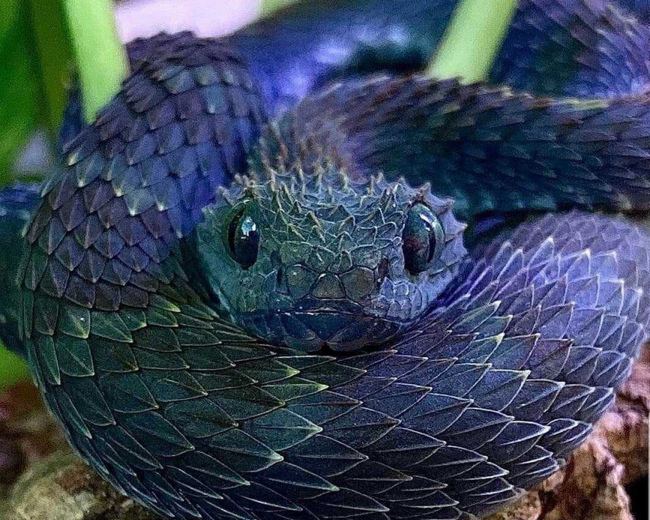 Змея - удивительные факты, типы и поведение этих таинственных созданий
