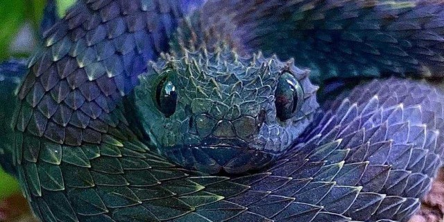 Змея - удивительные факты, типы и поведение этих таинственных созданий