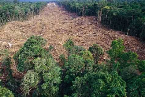 Статистика обезлесения: данные, тренды, прогнозы