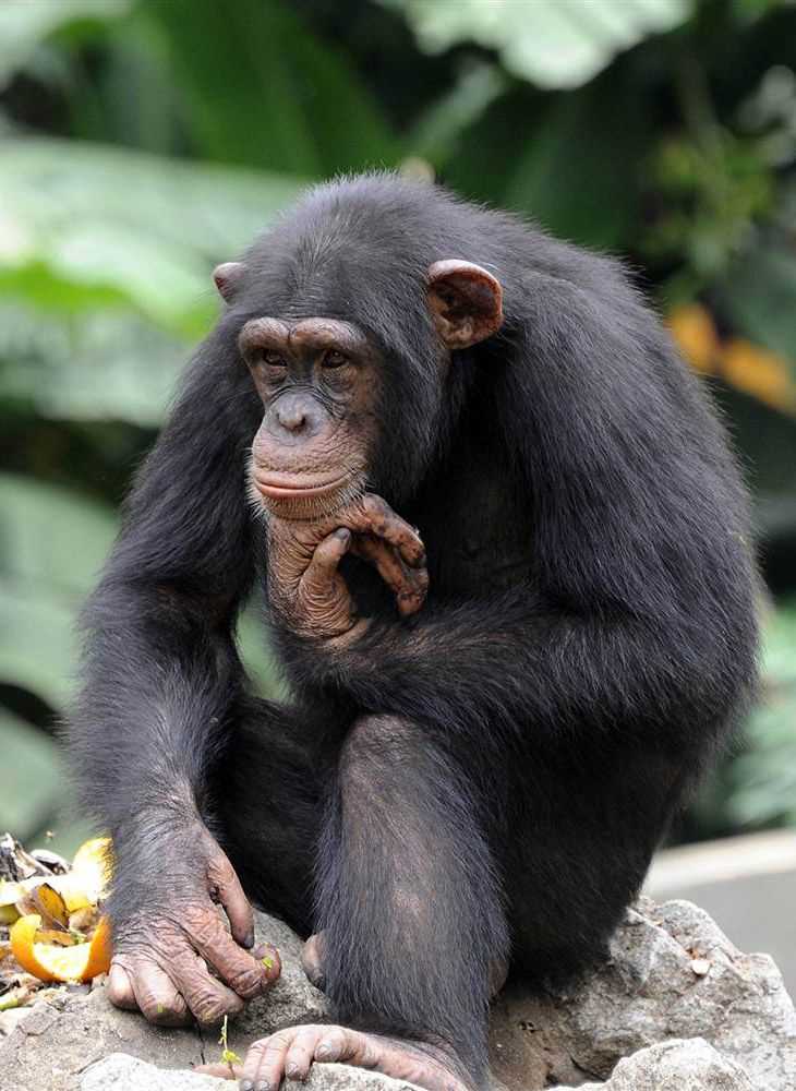 Примат, сообщающийся с помощью жестов