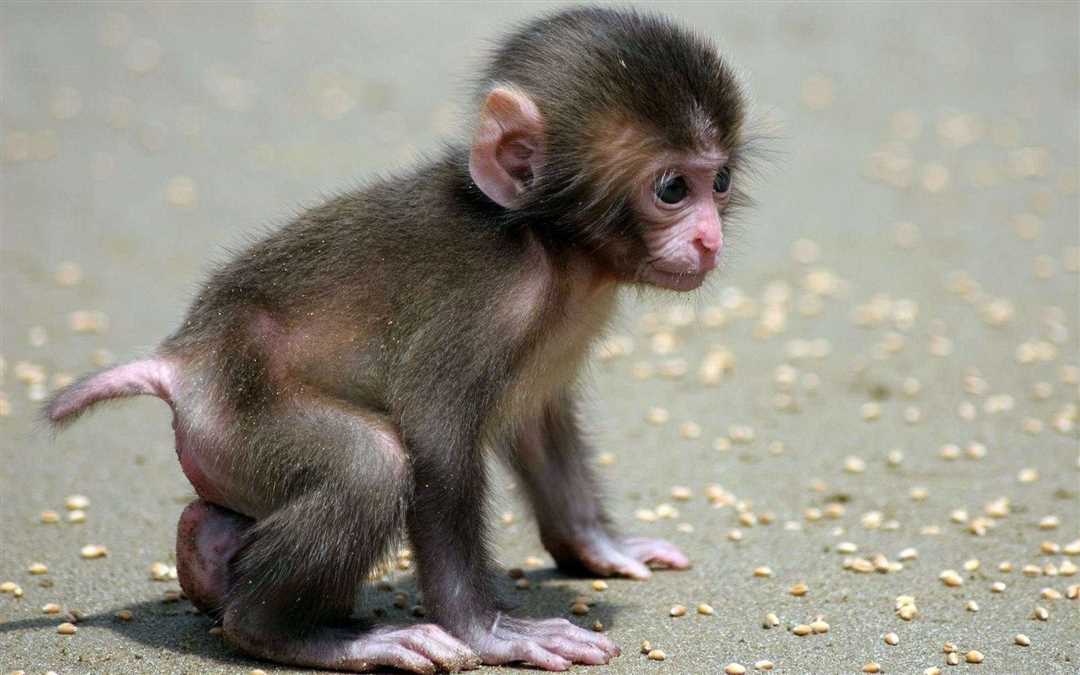 Приматы: обезьянки и ближайшие родственники