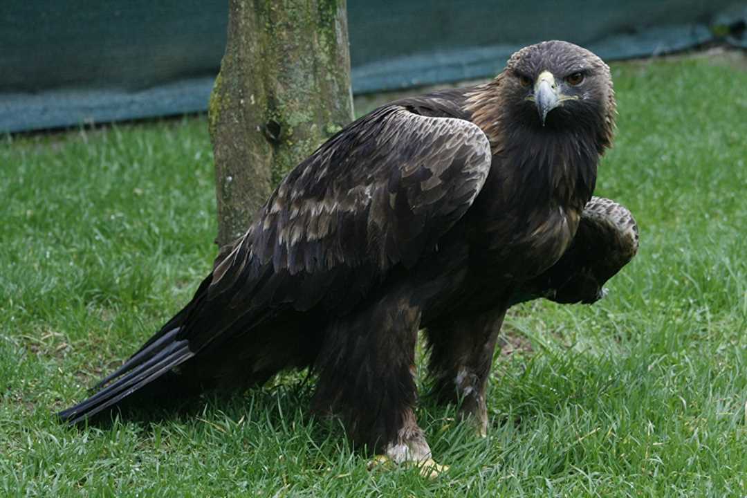 Орёл - символ силы и мощи