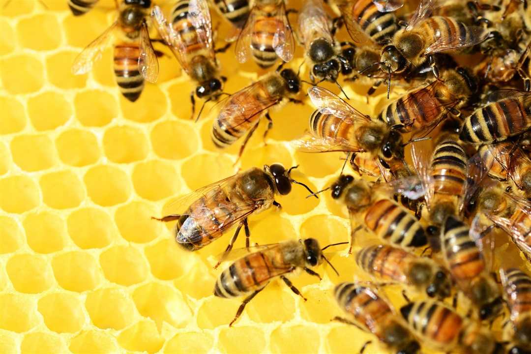 Удивительные свойства пчелы