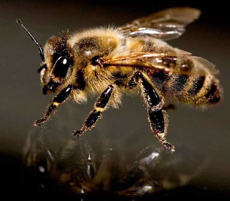 Матка пчела: важнейшая фигура в улье