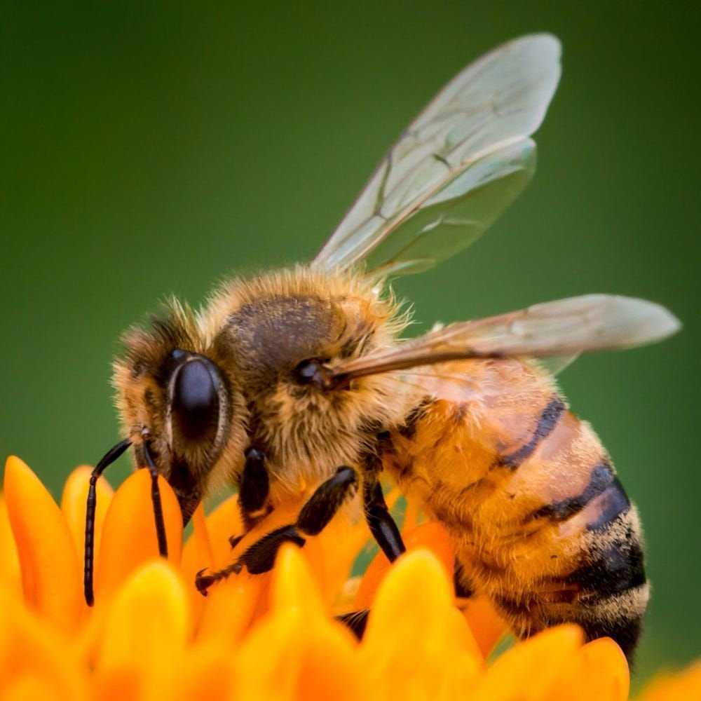 Роль пчел в опылении и пчеловодстве
