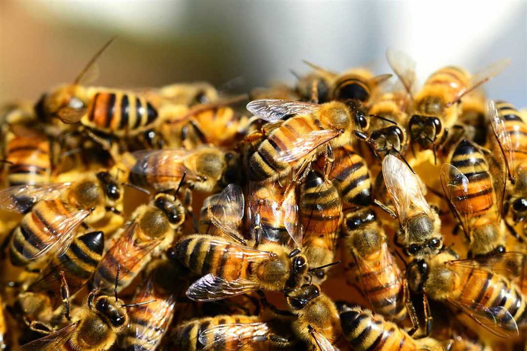 Ценные продукты пчел