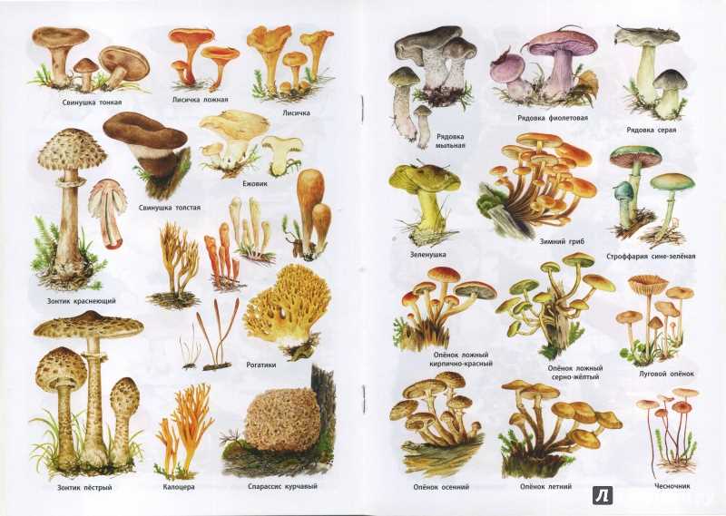 Пищевые грибы