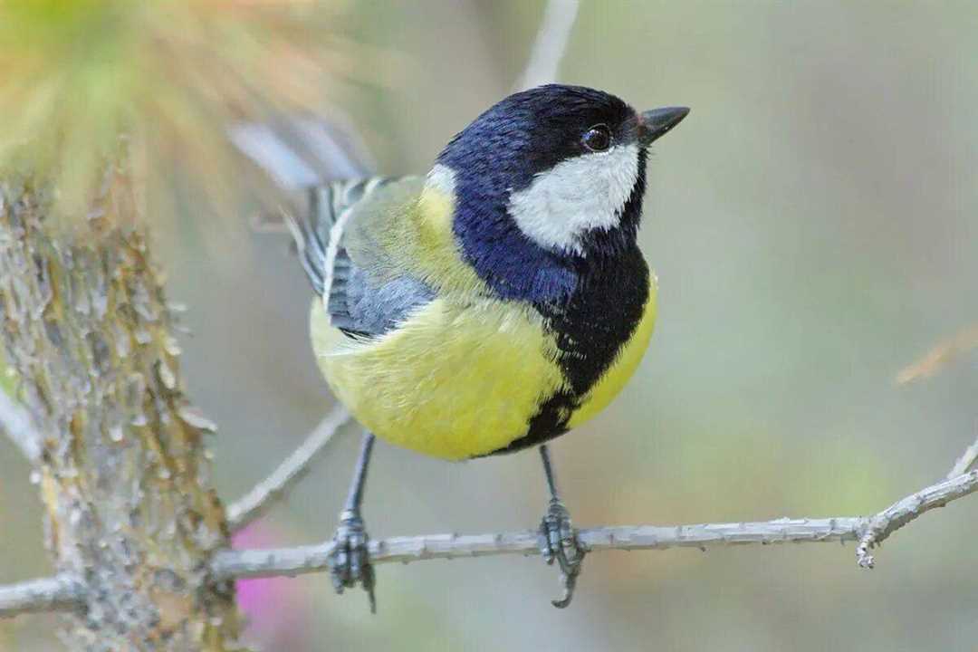 Птица синичка: маленькая и активная