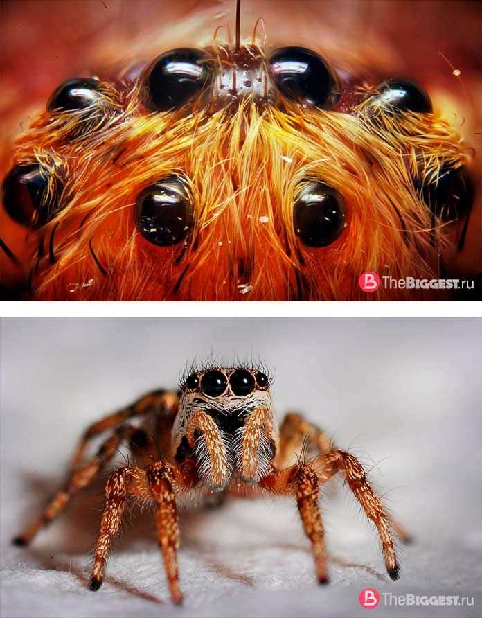 Очки на ушах паука: виды и количество