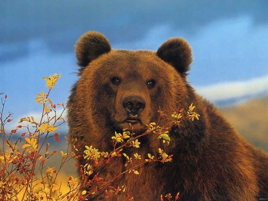 Срок жизни медведей?