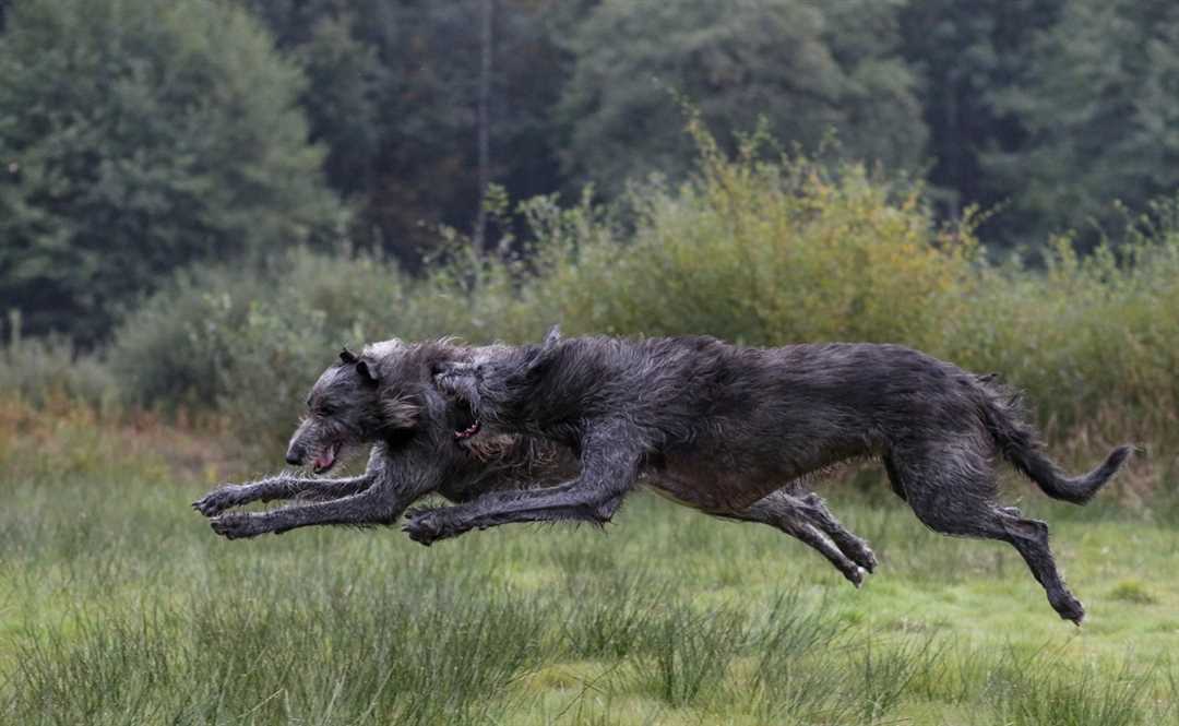 Собака для охоты на волков