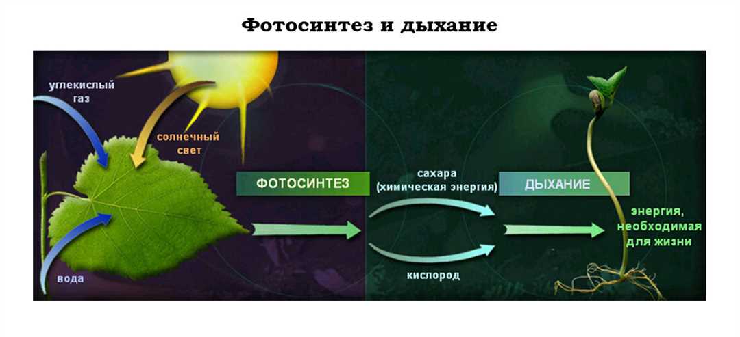 Роль хлорофилла в организме растений