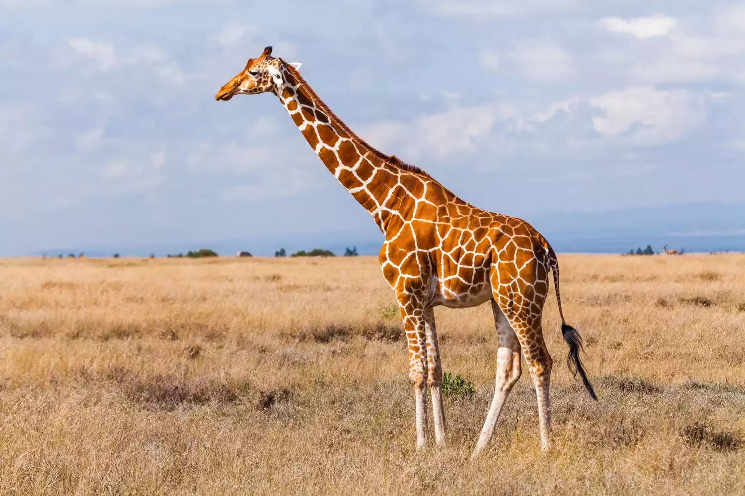 Загадочная красота жирафов